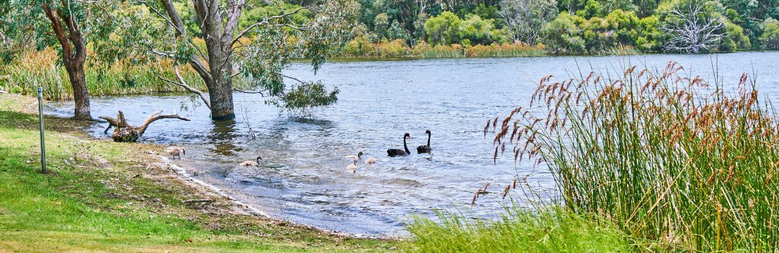 Image of ducks and swans